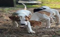 Pointer dogs for sale: KC registered Pointer Puppies, ready to leave - Image 4