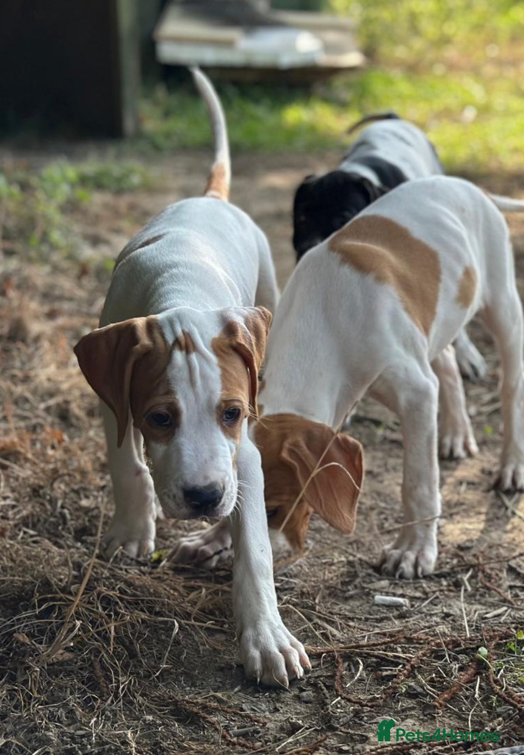 Pointer dogs for sale: KC registered Pointer Puppies, ready to leave - Image 4