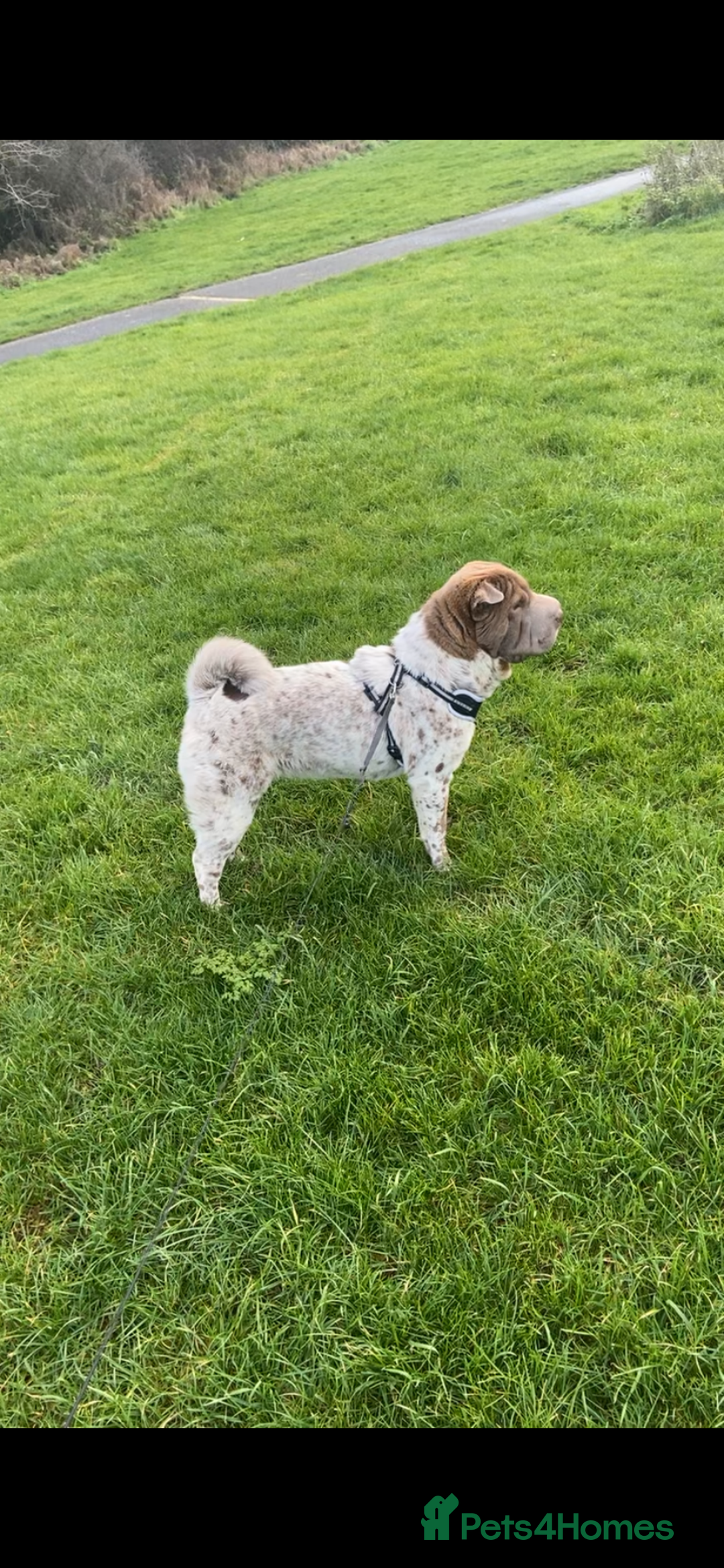 Shar Pei dogs for sale: Shar pei for sale  - Advert 3