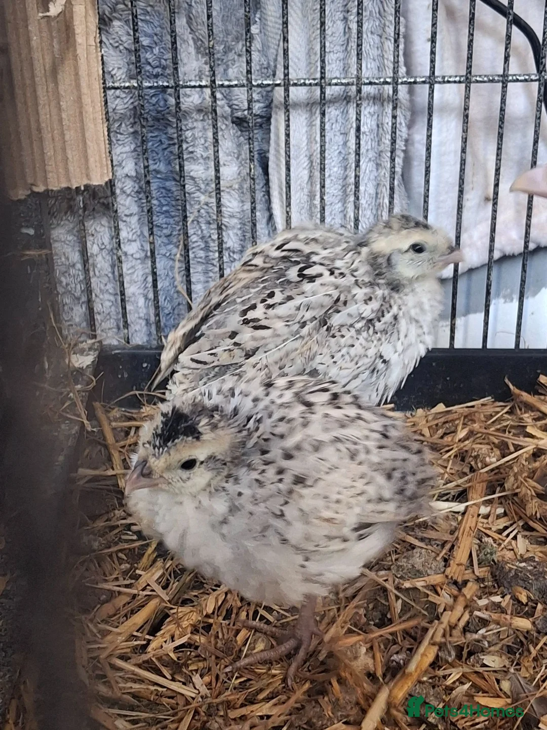 Quail poultry for sale: Coturnix quail and snowflake bobwhite  - Advert 2