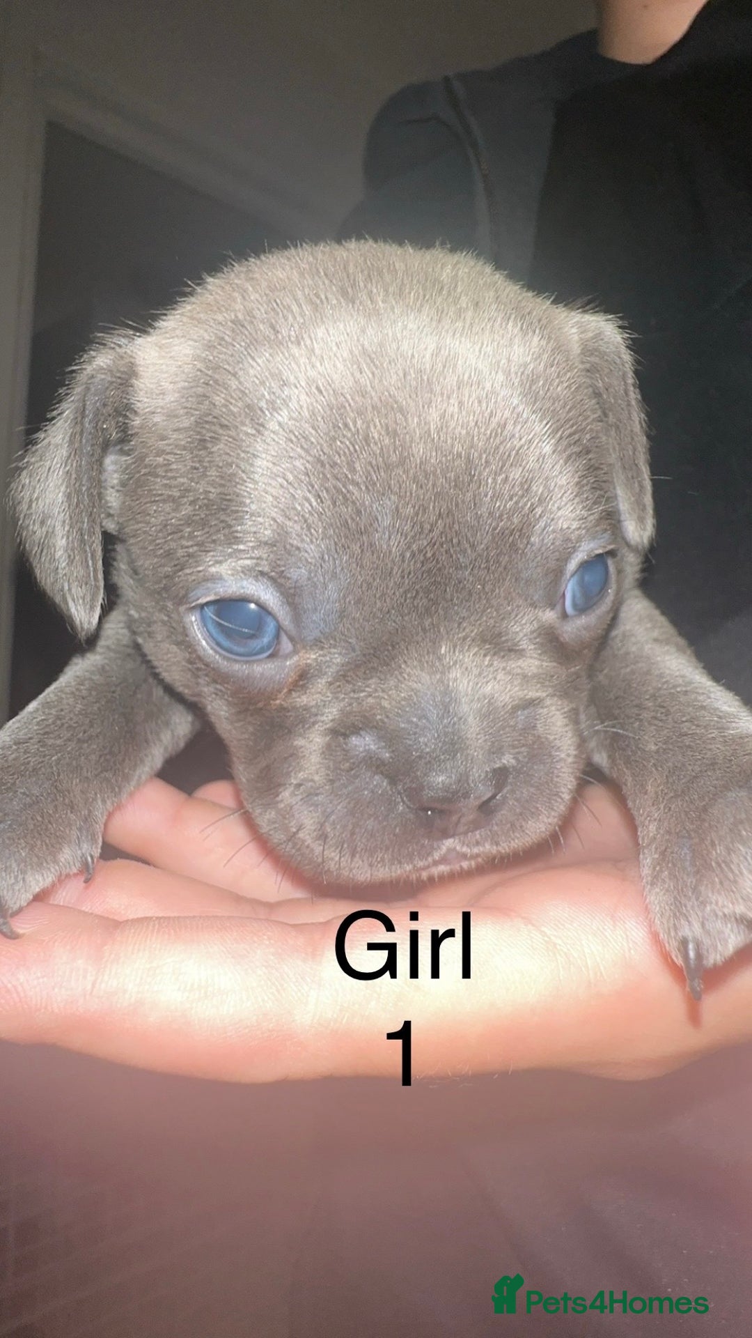 French Bulldog dogs for sale: French bulldog puppies  - Image 1