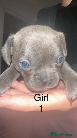 French Bulldog dogs - Advert 4