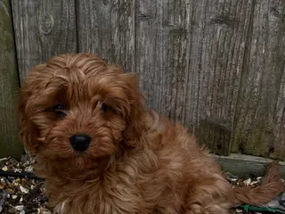 Cavapoo dogs Beautiful Cavapoo pups - Advert 12