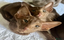 Oriental cats for sale: Oriental and Siamese kittens GCCF reg - Image 29
