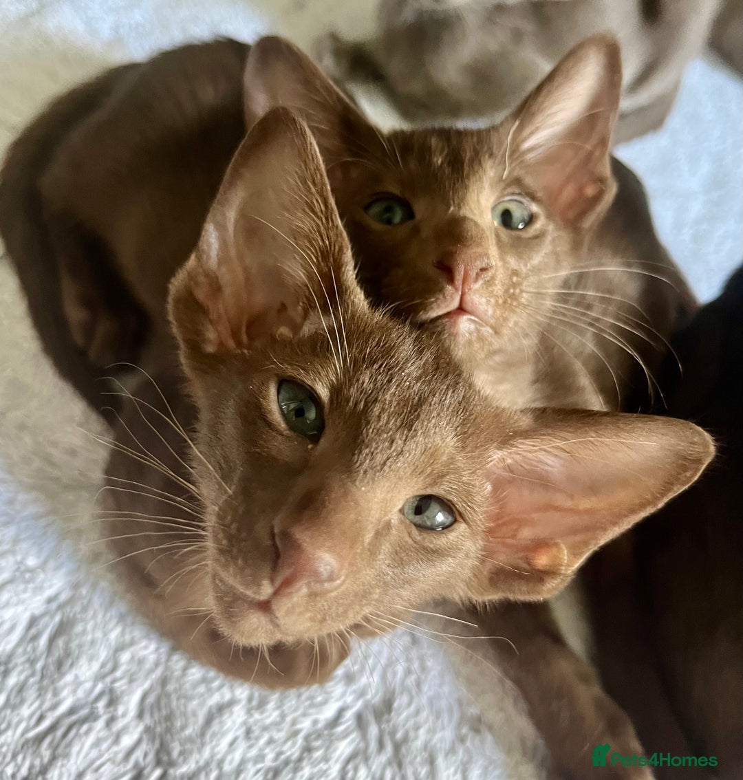 Oriental cats for sale: Oriental and Siamese kittens GCCF reg - Image 29