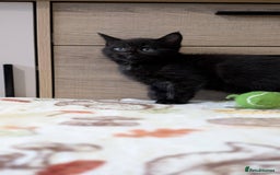 Maine Coon cats for sale: Maine Coon - Image 23