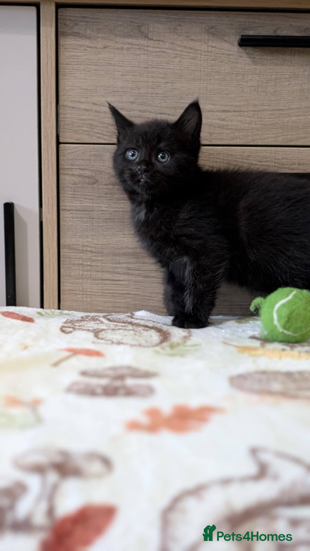 Maine Coon cats for sale: Maine Coon - Image 23