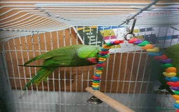 Parrots birds for sale: 🦜 Parrots for Sale – Calm & Beautiful Companions - Image 2