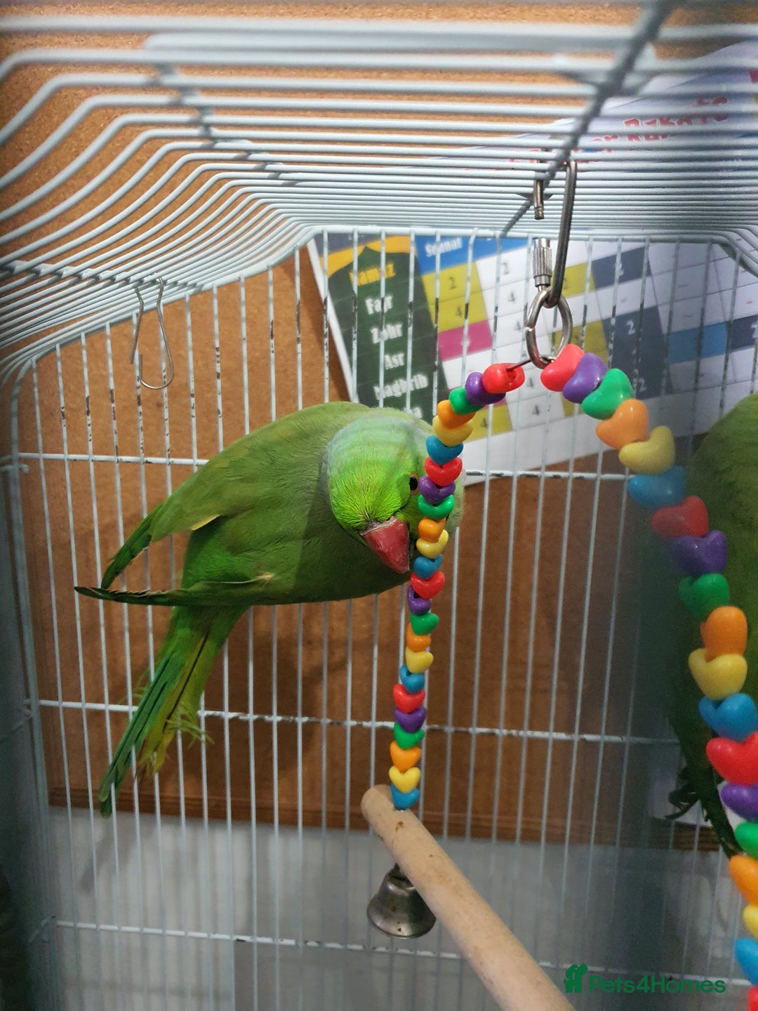 Parrots birds for sale: 🦜 Parrots for Sale – Calm & Beautiful Companions - Image 2