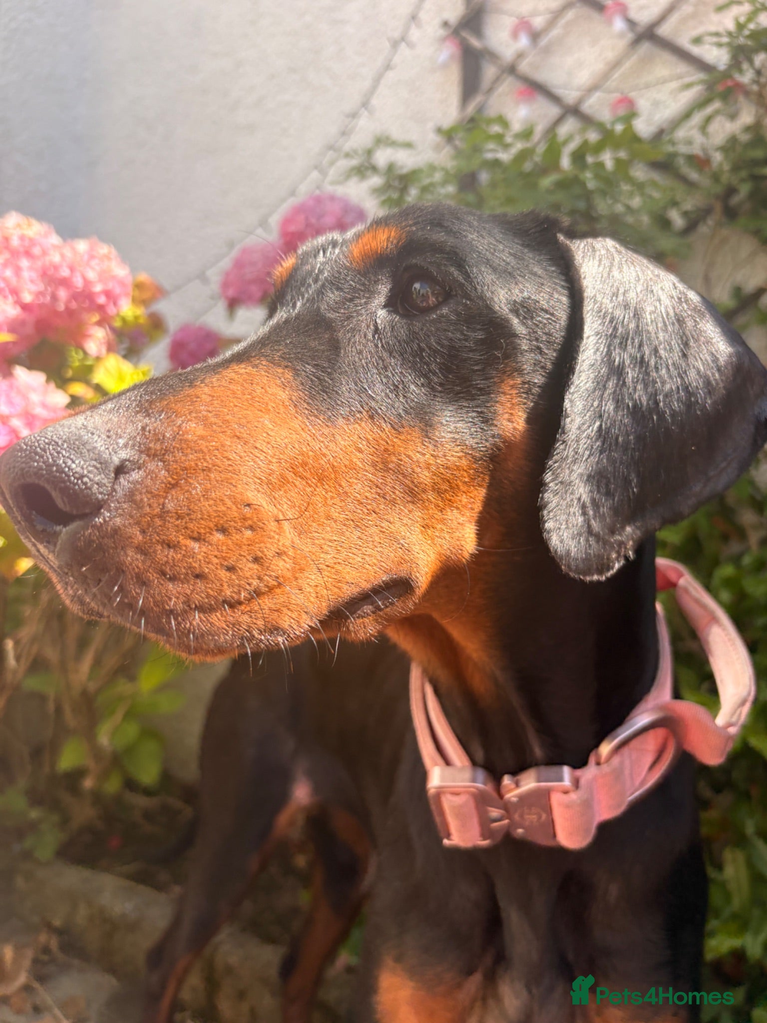 Dobermann dogs Female Doberman for sale  - Advert 8