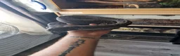 Boa Snake reptiles for sale: Beautiful leopard dwarf boa - Advert 3