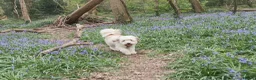 Mixed Breed dogs for adoption: Beautiful Ellie in Kingsbridge - Advert 3