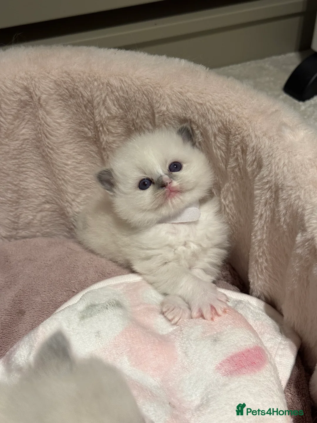 Ragdoll cats for sale: European Purebred Female Ragdoll 🩷 - Advert 27