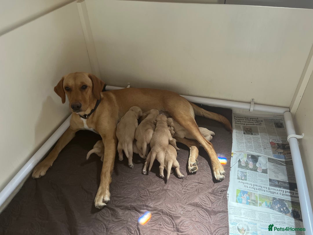 Goldador dogs for sale: Goldador  - Image 1