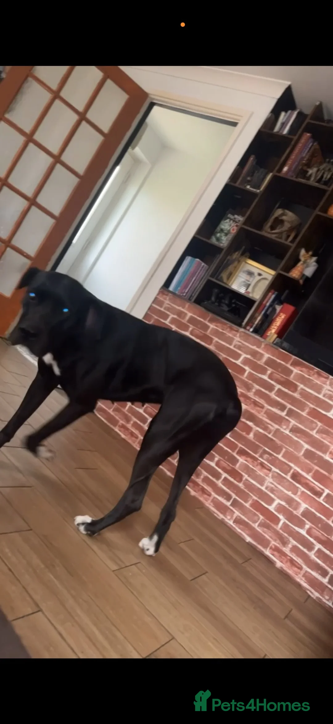 Great Dane dogs for sale: Cali. - Advert 2