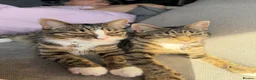 Domestic Shorthair cats for sale: beautiful twin kittens  in Coalville - Advert 13