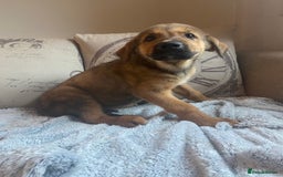 Mixed Breed dogs for sale: Cane corso X Alaskan malamute surprise litter  - Image 30