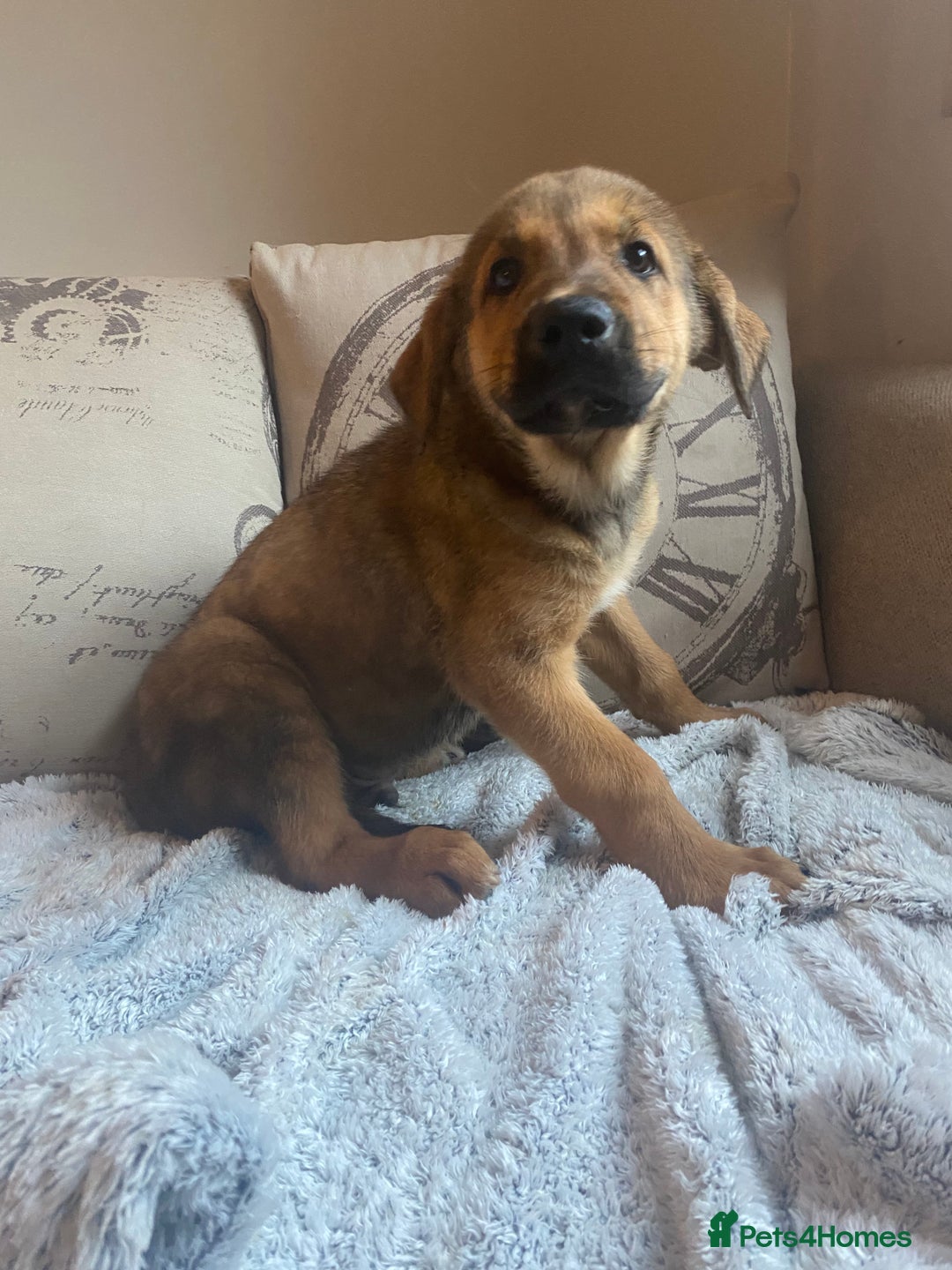 Mixed Breed dogs for sale: Cane corso X Alaskan malamute surprise litter  - Image 30