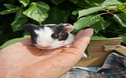 Guinea Pig rodents for sale: 2 beautiful babies arrive reserve Now  in Darwen - Image 10