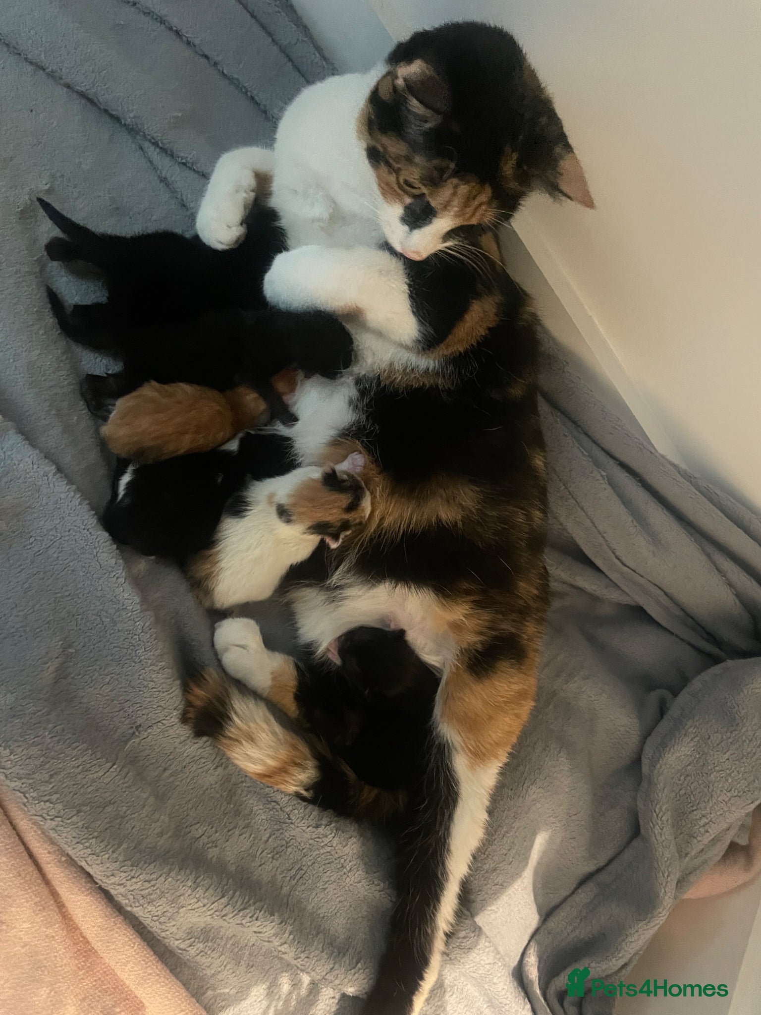 Mixed Breed cats My lovely cat gave birth to 6 beautiful babies - Advert 1