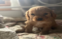 Cocker Spaniel dogs for sale: Beautiful puppies  - Advert 10