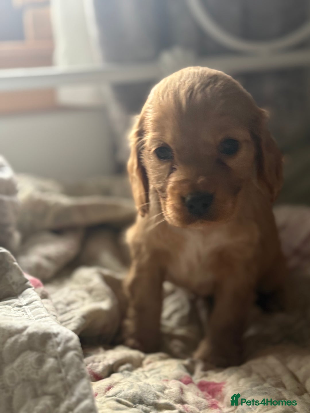 Cocker Spaniel dogs for sale: Beautiful puppies  - Advert 10