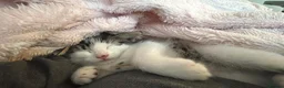 Mixed Breed cats for sale: Female kitten  - Advert 5