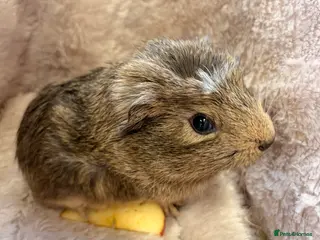 Guinea Pig rodents GORGEOUS BABY BOY GUINEA PIGS - Advert 12