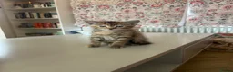 British Shorthair cats for sale: 4 loving, playful BSH kittens for sale in Leeds.  - Advert 9