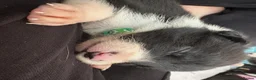 Border Collie dogs for sale: Working Line Border Collies - 1 girl left 💚 - Advert 34