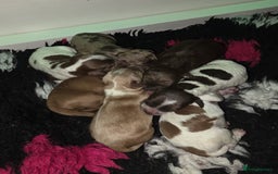 Cockapoo dogs for sale: ✨ Beautiful F2 Multi-Gen Cockapoo Puppies - Image 3