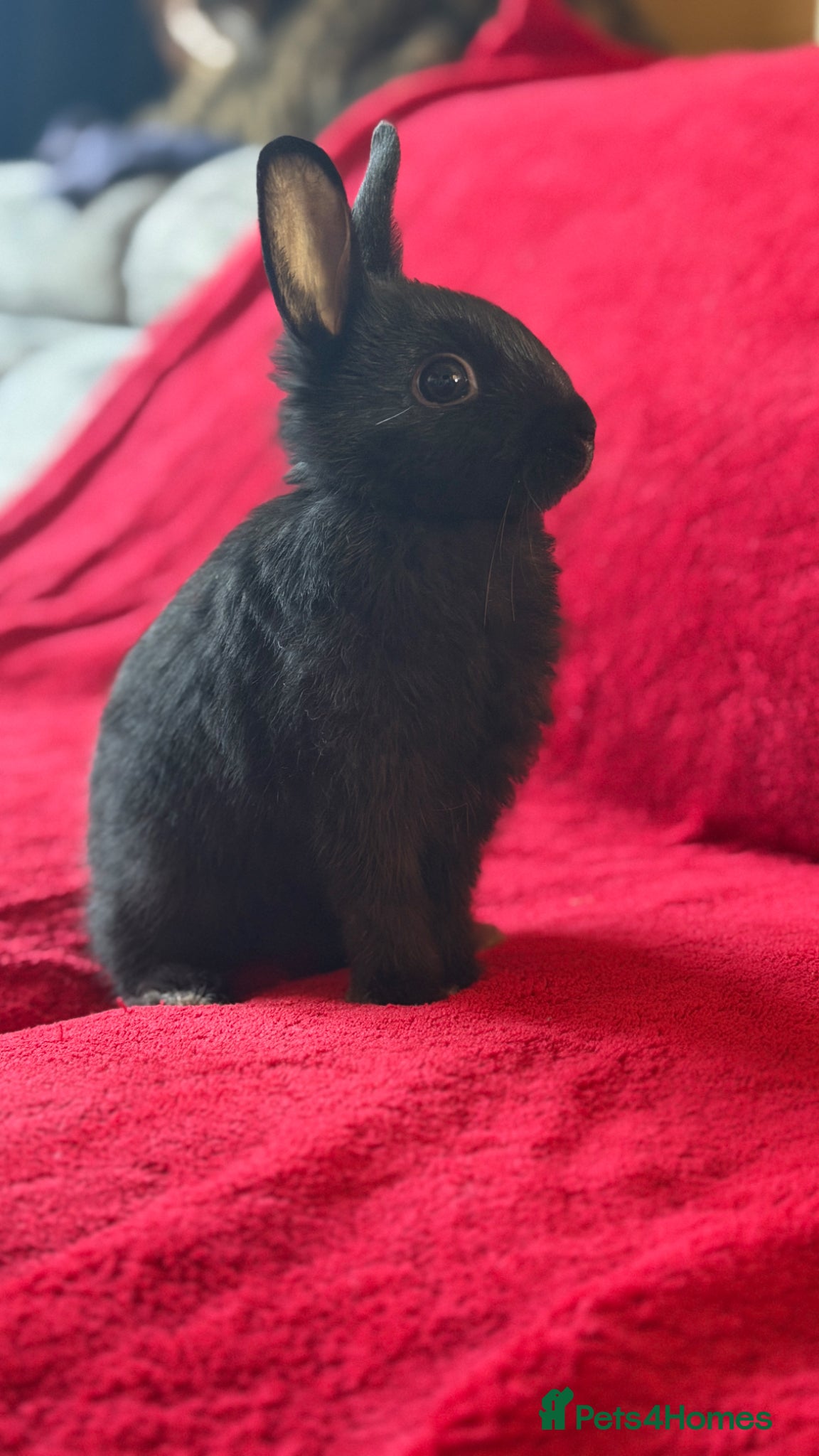 Netherland Dwarf rabbits Dwarf rabbit 🐰 - Advert 1