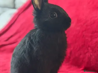Netherland Dwarf rabbits Dwarf rabbit 🐰 - Advert 1