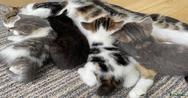 Mixed Breed cats - Advert 6