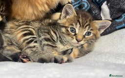 Maine Coon cats for sale: Stunning Half Maine coon kittens  - Image 33