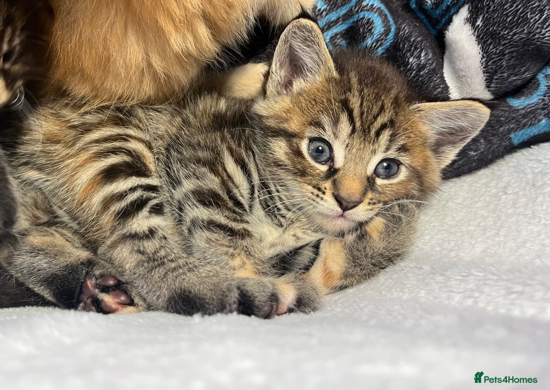 Maine Coon cats for sale: Stunning Half Maine coon kittens  - Image 33