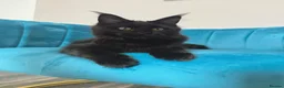 Maine Coon cats for sale: TICA Pedigree Registered Maine Coon Kittens - Advert 16