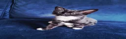 Mixed Breed cats for sale: Russian Blue mixed kittens - Advert 8