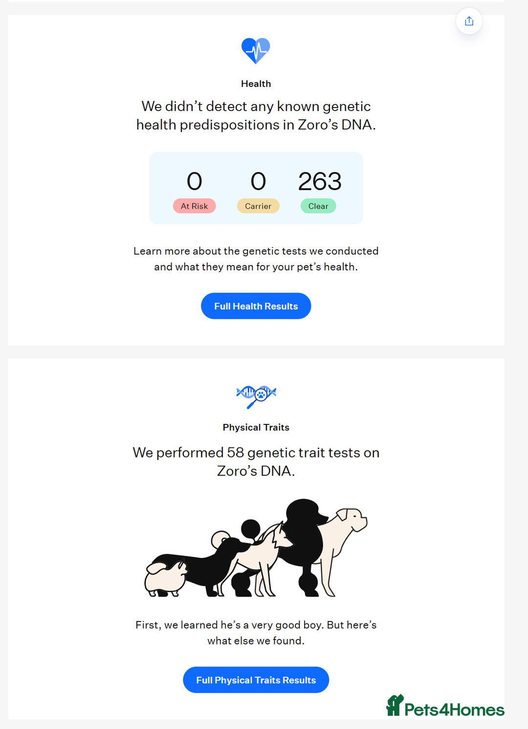 Chow Chow dogs for stud: Zoro Black Merle STUD Carrying Blue 💙 & Choc 🍫 - Advert 8