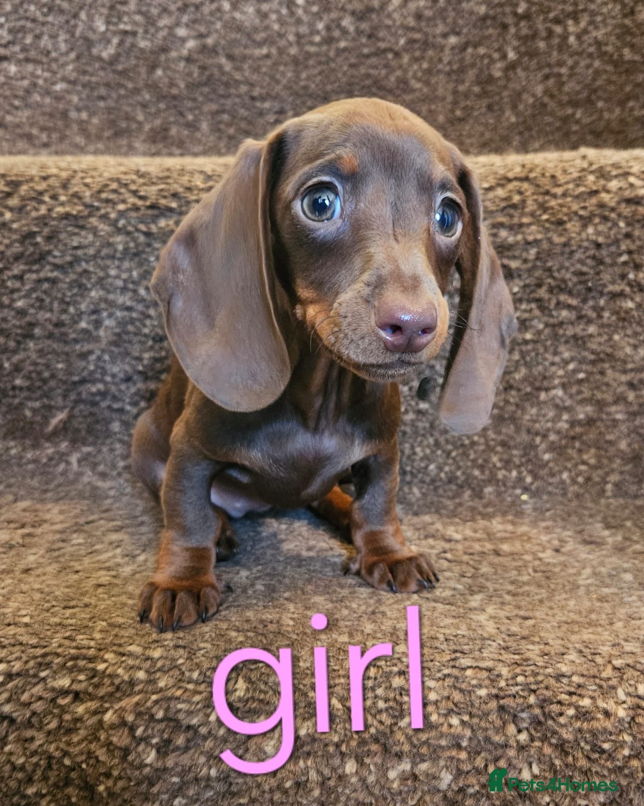 Miniature Dachshund dogs 3 Beautiful miniature dachshunds  - Advert 6