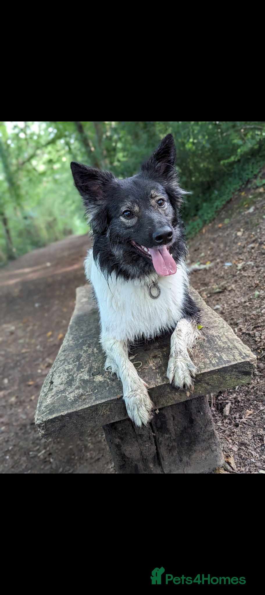 Mixed Breed dogs Adult mixedbreed for adoption- Luna  - Advert 1