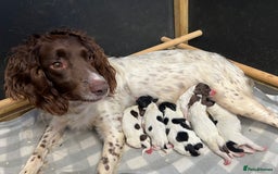 English Springer Spaniel dogs for sale: FTCH WORKING SPRINGERS - Image 8