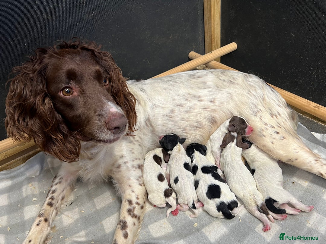 English Springer Spaniel dogs for sale: FTCH WORKING SPRINGERS - Image 8