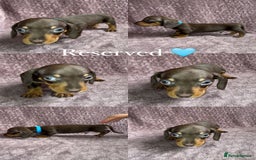 Miniature Dachshund dogs for sale: 🐾KC Reg Miniature Dachshund - READY NOW! 1 LEFT! - Image 14