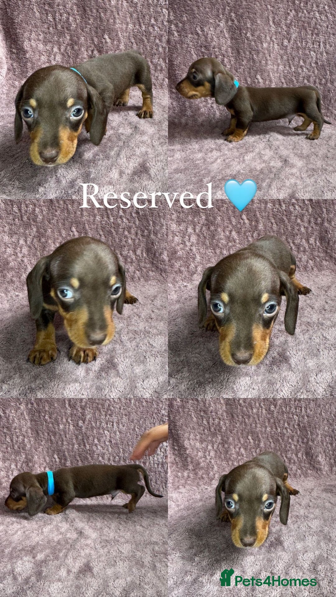 Miniature Dachshund dogs for sale: 🐾KC Reg Miniature Dachshund - READY NOW! 1 LEFT! - Image 14