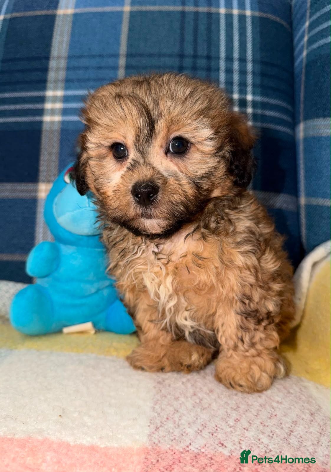 Shihpoo dogs Stunning Shihpoo Puppies Ready Now - Advert 1