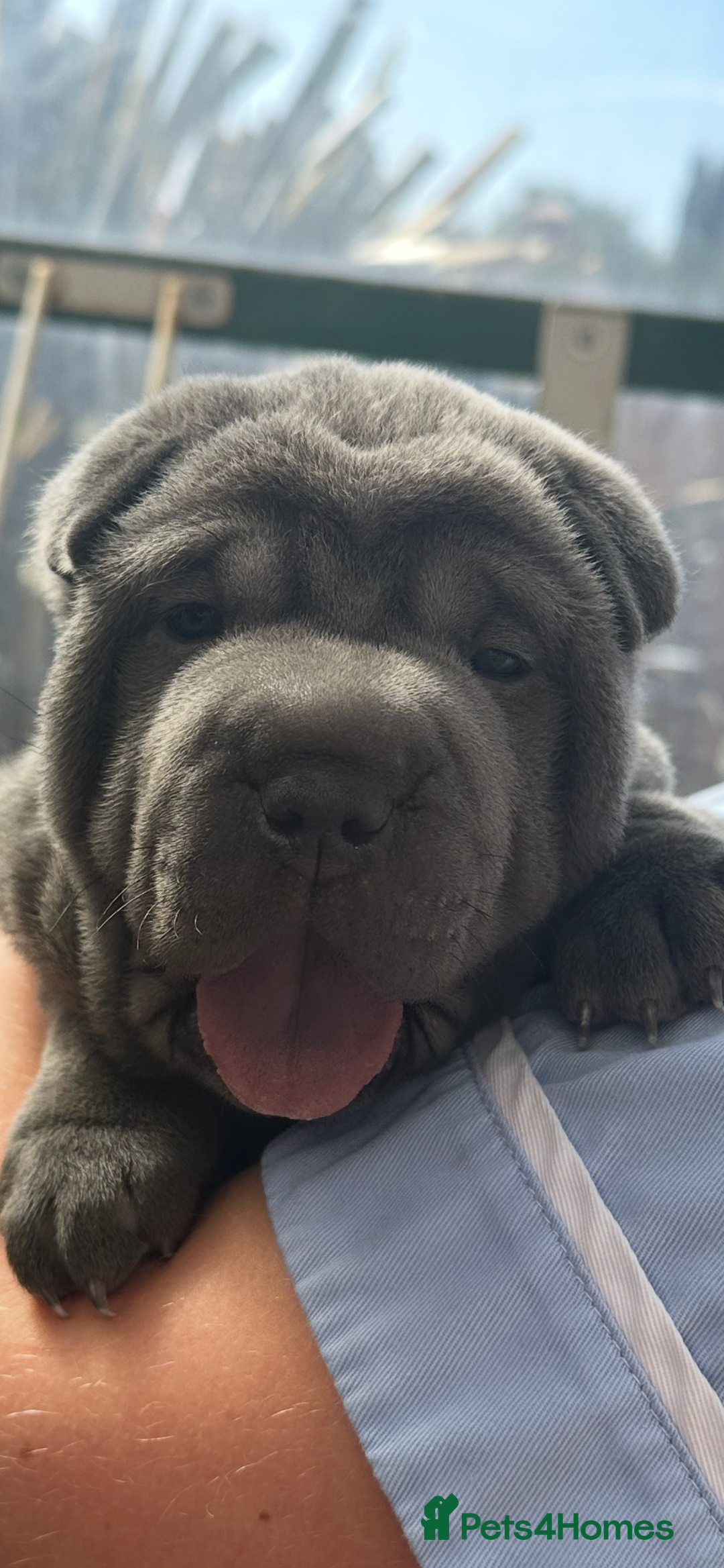 Shar Pei dogs for sale: 2 beautiful full shar pei boys !!!  - Image 14
