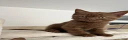 British Shorthair cats for sale: 5 Adorable Brown British Shorthair Kittens - Advert 14