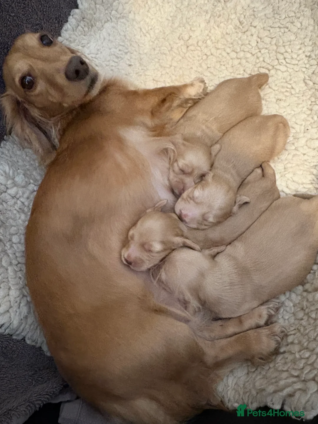 Miniature Dachshund dogs for sale: KC Registered Longhaired Miniature Dachshund Pups - Advert 6