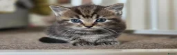 Ragdoll cats for sale: Ragdoll x kittens in Derby - Advert 10